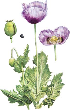 Opium Poppy image from Britannica, Creative Commons Allowed